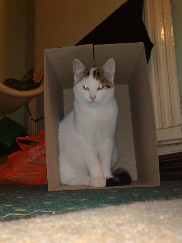 A4 sentry cat