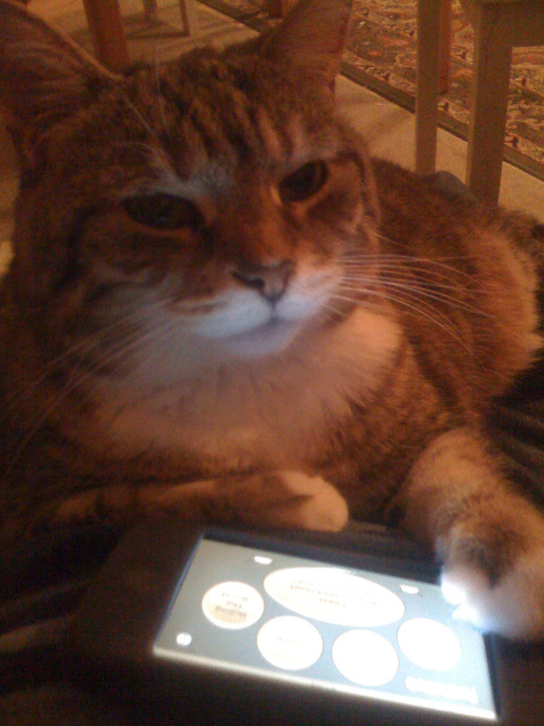 Twitkitteh user testing in progress.