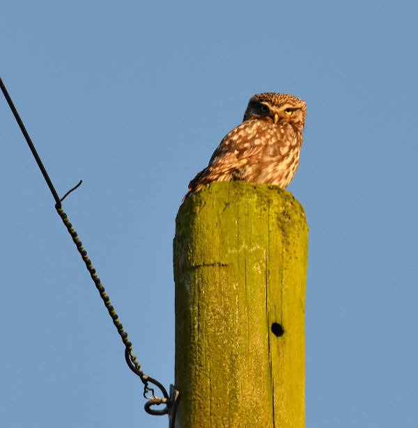  As you turn the corner to go into Cawfields Car Park check the telegraph poles, sometimes they have a decorative top ;)