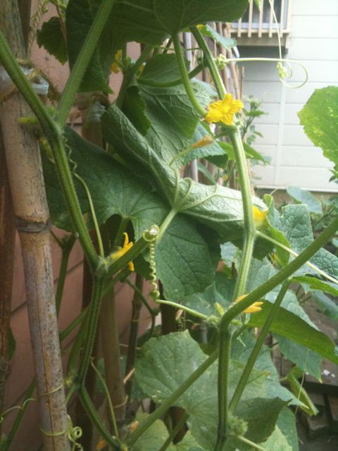 背丈が160cmぐらい。花がたくさん咲いたキュウリ。