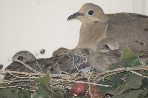 mom and baby doves