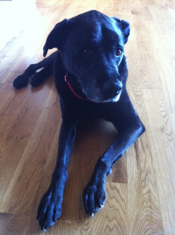 Our cute family dog, Tauri. Such a model.