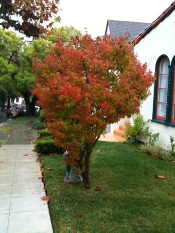 Twitpic