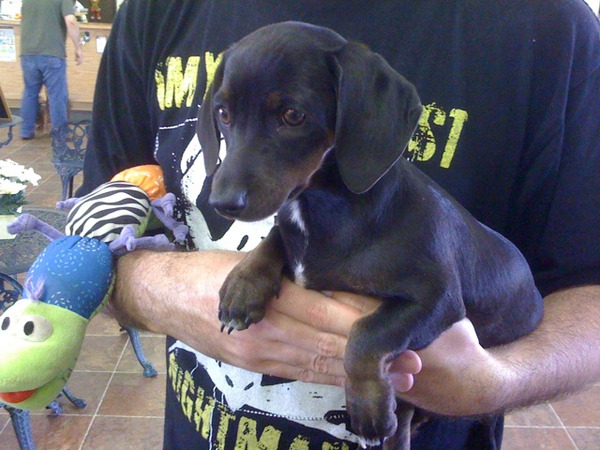 Torn about adopting this 3 month old doxie. Will need leg surgery we can't afford but look at her! Was abused. :-(