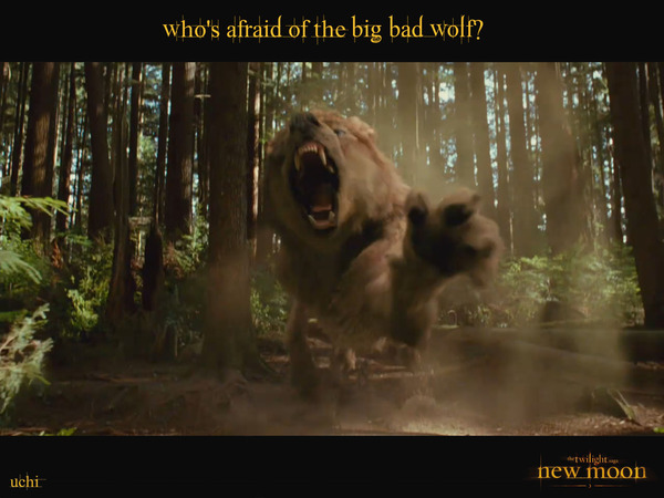 Who's afraid of the Big 'Bad' Wolf?