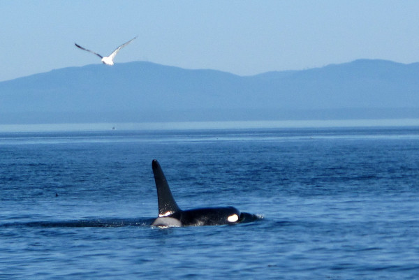 Another great capture of an orca whale from our trip with @Whale_Sightings in #Victoria @TourismVicMedia