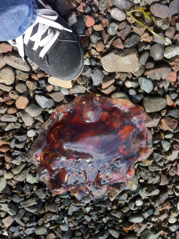 Look at the size of this jelly fish that washed up on shore!