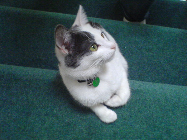 Lola, the aforementioned kinky kitten