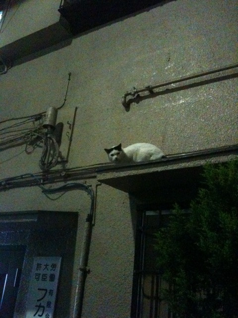 猫と睨み合ってみた。