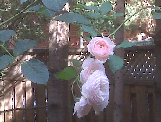 Watching pink roses while waiting for the kids to descend for breakfast