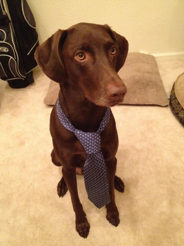 Enough serious talk, time for adorable Business! @buddysaurus Come on, Internet, make Buddy a meme. :P