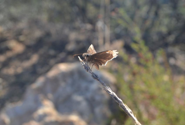 A lone duskywing #butterfly late in the season this afternoon in Griffith Park. 