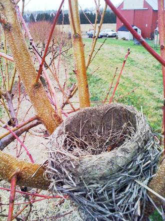 winter nest, everyone has gone south