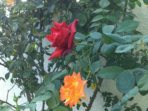 My garden this morning #1