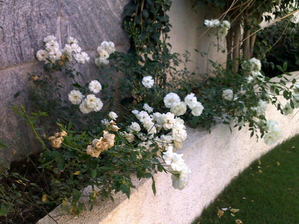 My garden this morning #2