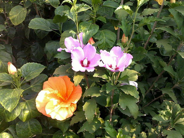 My garden this morning #3