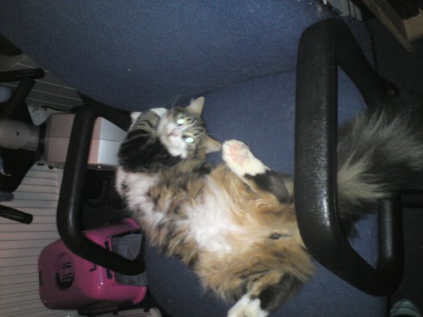 Dignity, what dignity?