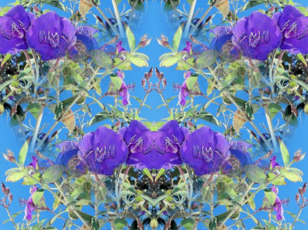 Full photo can be seen here: http://www.zoomers.ca/photo/what-s-the-story-morning-glory