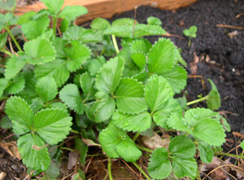 Top dressing strawberry plants - 1hr 