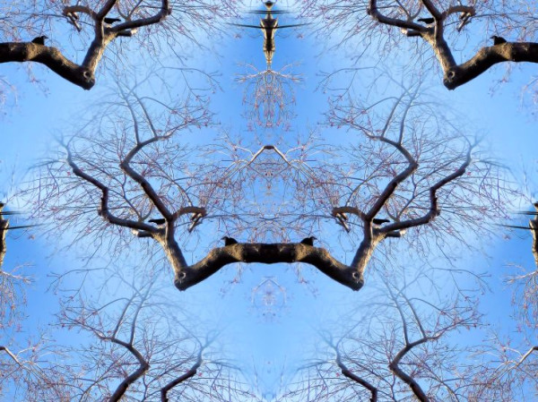 Full photo can be seen here: http://www.zoomers.ca/photo/crows-edgar-allen-poe-art?context=latest