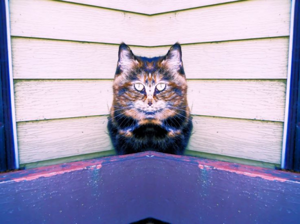 The Perfect Cat- Blue Cat Art