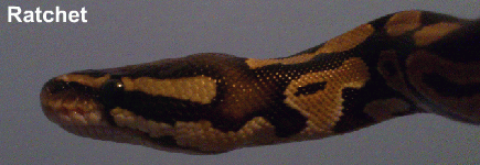 My Pet Snake