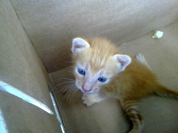 Kenji found this kitten!