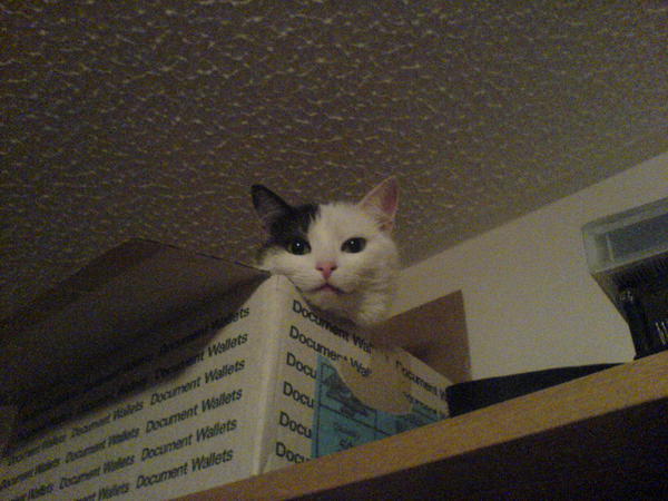Hiding out