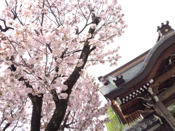 桜とお食事中の鳩。