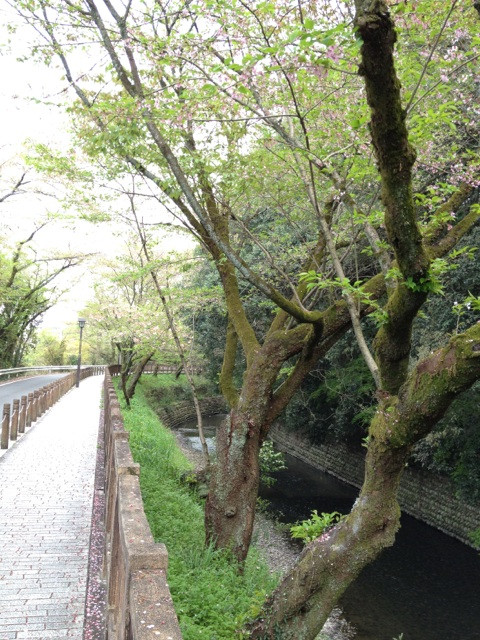犬山城周りの川の桜。もうかなり緑。