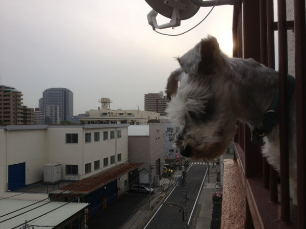 ハハハっ！見ろ！人間がゴミのようだ！の図