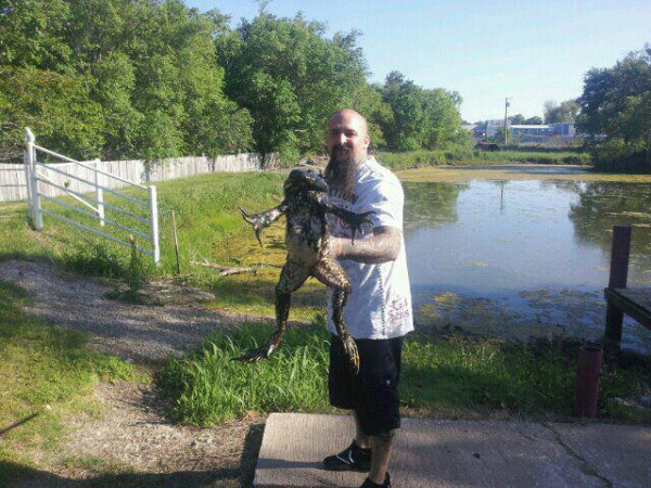Frogzilla! (Source unknown, found on #Cryptozoology group on #Facebook submitted by Luke Sellick) #Animal #Nature