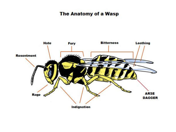 The Anatomy of a Wasp (see pic) #Animals #Nature #Funny #TrueDat