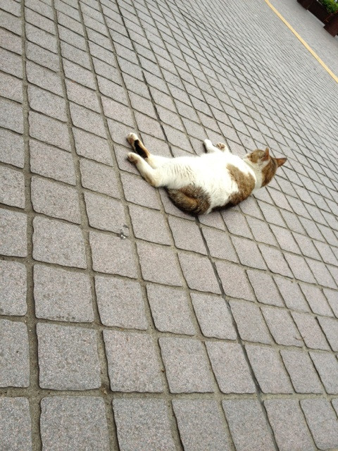 にゃー
