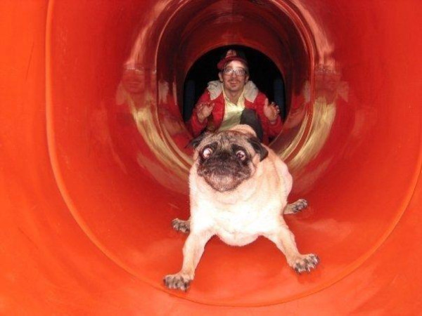 Pug Slide (See pic) #Animals #Dog #Funny