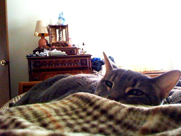 Kitty Mei and I spent a lazy morning in bed: