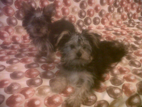 Se venden estos (2) Cachorros de yorkshire tienen (3)meses y estan vacunados inf: +34615635116