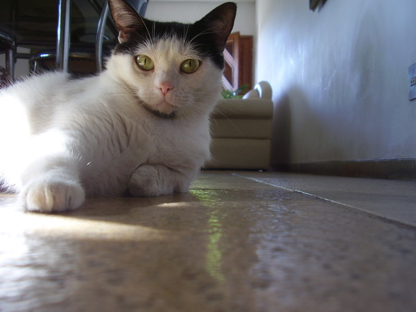 ninacat