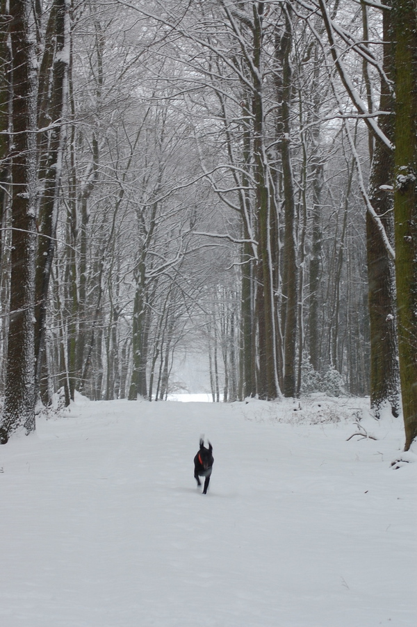 Bald ist er wieder fort, der viele Schnee #tauwetter