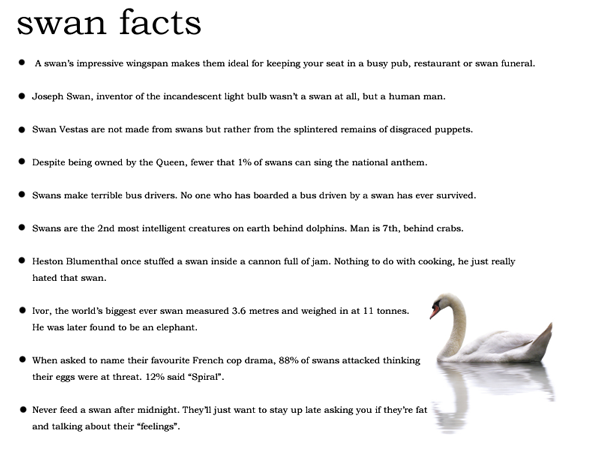 Today's Swan Facts