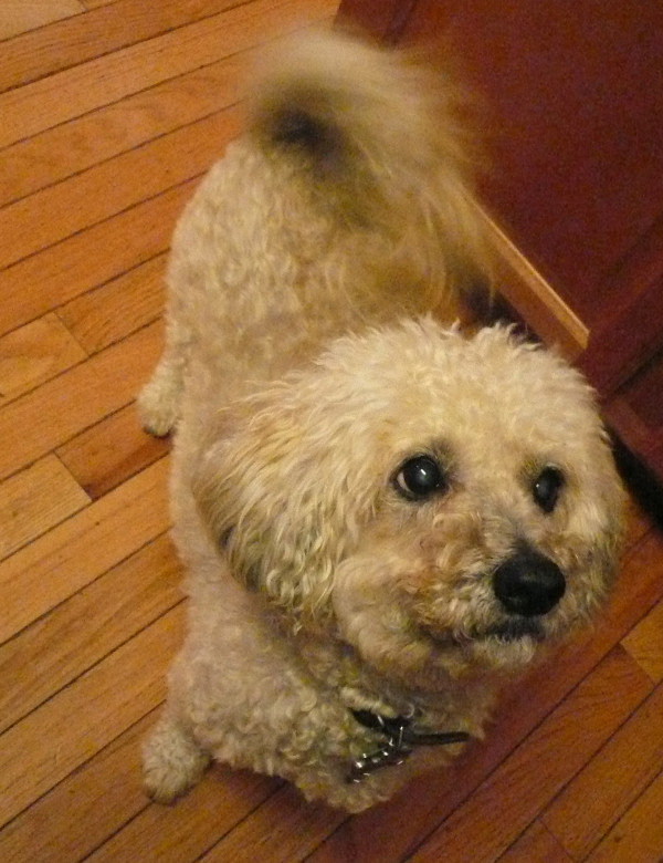 Our little foster puppy for a few weeks (courtesy of Dad and Mary)!