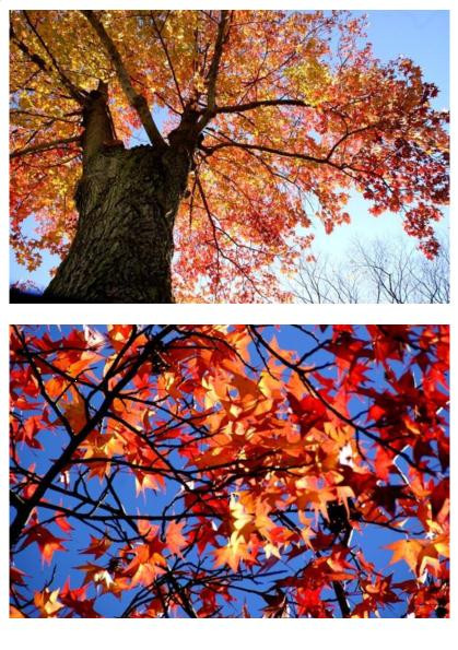 近くの公園にある楓（樹齢5～60年）の大木。この木の下のベンチで夏は本を読んだり、春・秋は詩や歌を作ったりする大好きな木です。冬は雪の時撮影の時ぐらいしか近寄りません。吹っさらしで寒いからです。＾＾