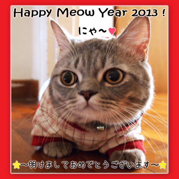 みんなちゃま～♪今年の最初の挨拶はちょっと遅くなってごめん～ (；´▽｀)ゞ　で！明けましておめでとうございますにゃ♥良いお年になりますように～☆-(ﾉ●´∀)八(∀｀●)ﾉｲｴｰｲ 