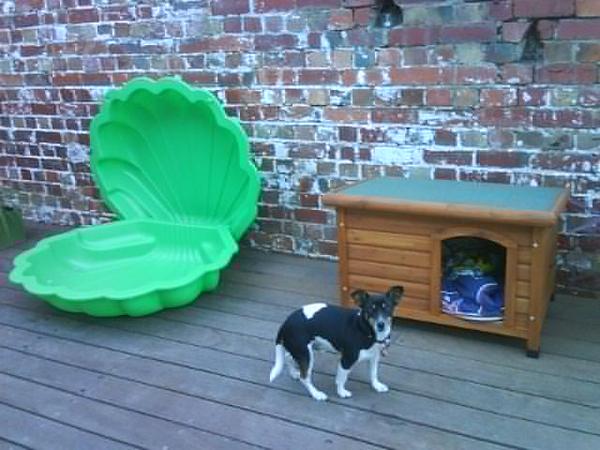 New toy and new house for jet