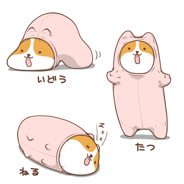 パンストコーギー