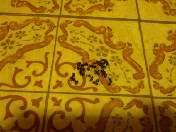 This is a pile of dead ants in the middle of our gross ass kitchen. Let this be an example to the rest of you.