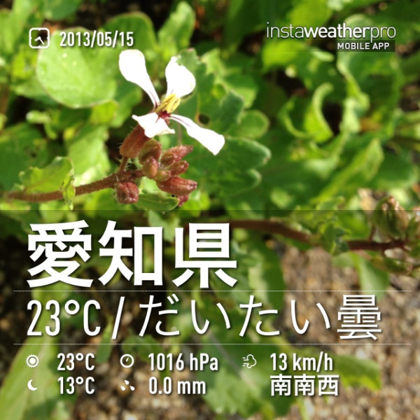 庭に花が咲いてた。