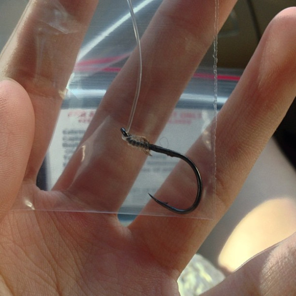 Update on the St. John's Island cat that had a hook in its mouth: #MegaMarine