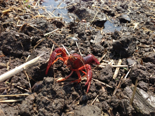 まだ田植えされてない田んぼでザリガニに遭遇。