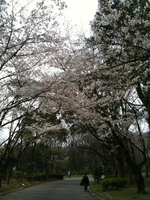 名城公園は桜さいてる